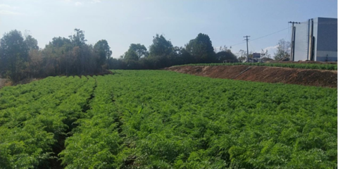 永州祁阳 推进农膜回收利用，滴灌技术助力农业绿色发展